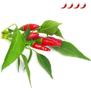 Click & Grow Smart Garden refill Piri Piri Chili Pepper 3pcs SGR67X3 4742793001401