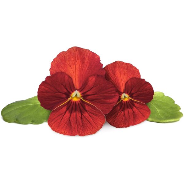 Click & Grow Smart Garden Refill Red Pansy 3pcs SGR70X3 4742793001487