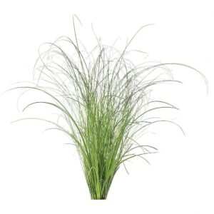 Click & Grow Smart Refill Ornamental Grass 3pcs SGR82X3 4742793002743