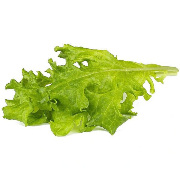 Click & Grow Smart Refill Oakleaf Lettuce 3pcs SGR91X3 4742793003221