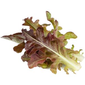 Click & Grow Smart Refill Red Oakleaf Lettuce 3pcs SGR95X3 4742793003696