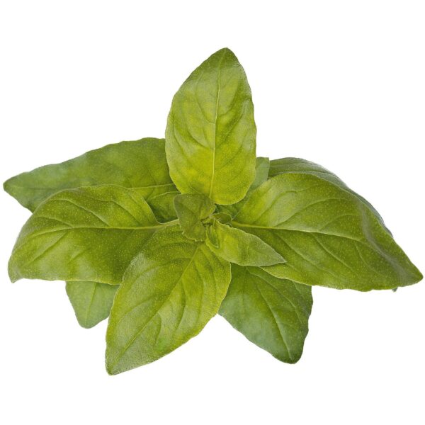 Click & Grow Smart Garden refill Lime Basil 3pcs SGR100X3 4742793004006