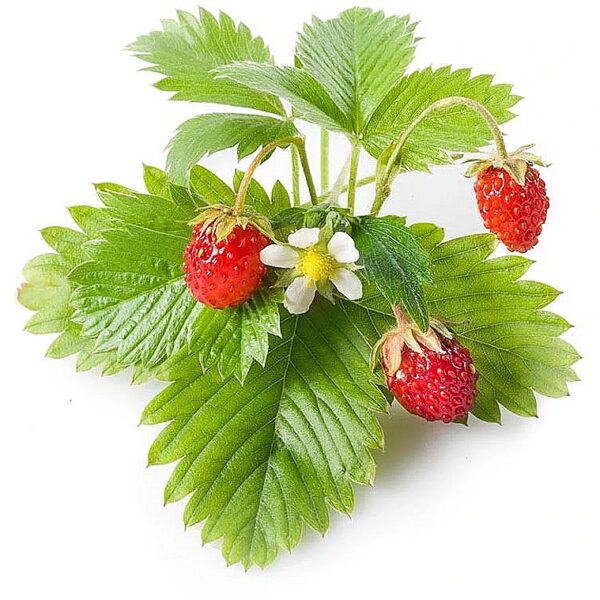 Click & Grow Smart Garden refill Wild Strawberry 3pcs SGR24X3 4742793007410