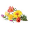 Click & Grow Smart Garden refill Moss Rose 3pcs SGR26X3 4742793007434