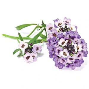 Click & Grow Smart Garden refill Sweet Alyssum 3pcs SGR35X3 4742793007519