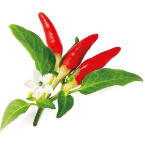 Click & Grow Smart Garden refill Red Hot Chili Pepper 3pcs SGR52X3 4742793008943