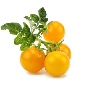 Click & Grow Smart Garden refill Yellow Mini Tomato 3pcs SGR57X3 4742793009124