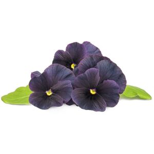 Click & Grow Smart Garden refill Black pansy 3pcs SGR61X3 4742793009230