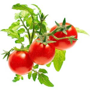 Click & Grow Smart Garden refill Mini Tomato 3pcs SGR5X3 4742793009407